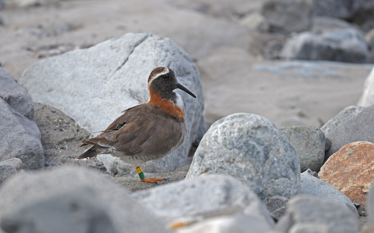 Diademed Sandpiper-Plover - ML618373737