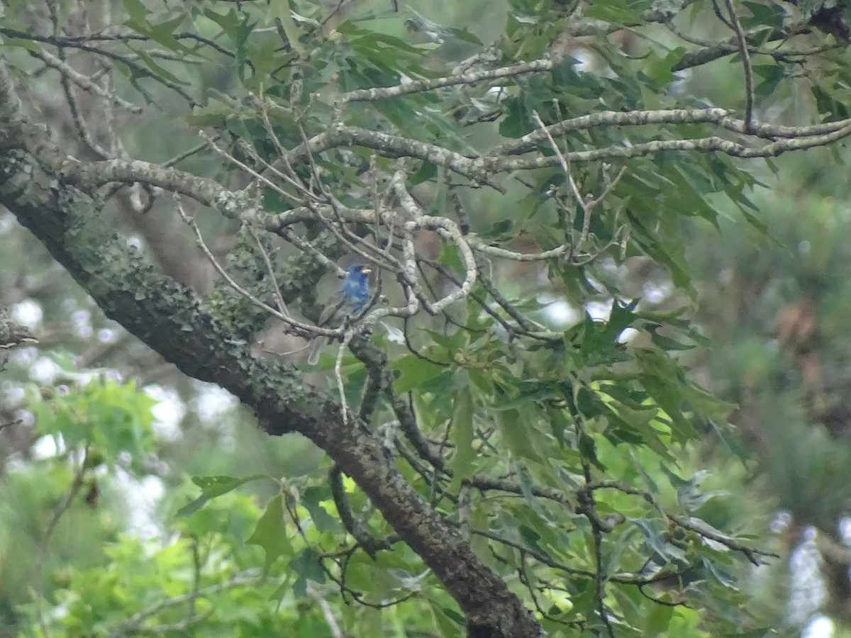 Indigo Bunting - ML618373742