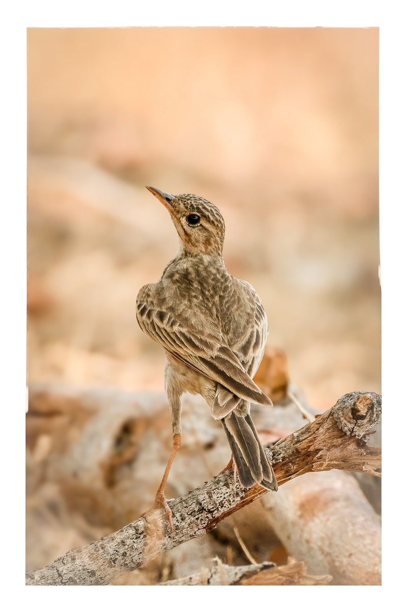 Paddyfield Pipit - ML618373744