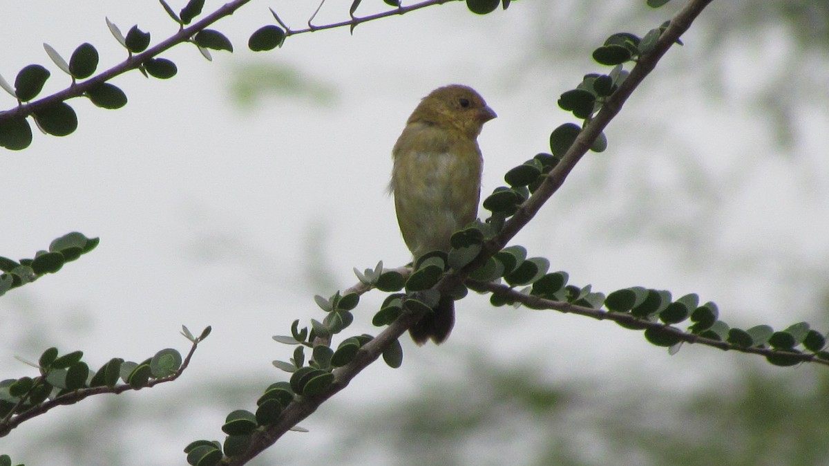 Double-collared Seedeater - ML618373768