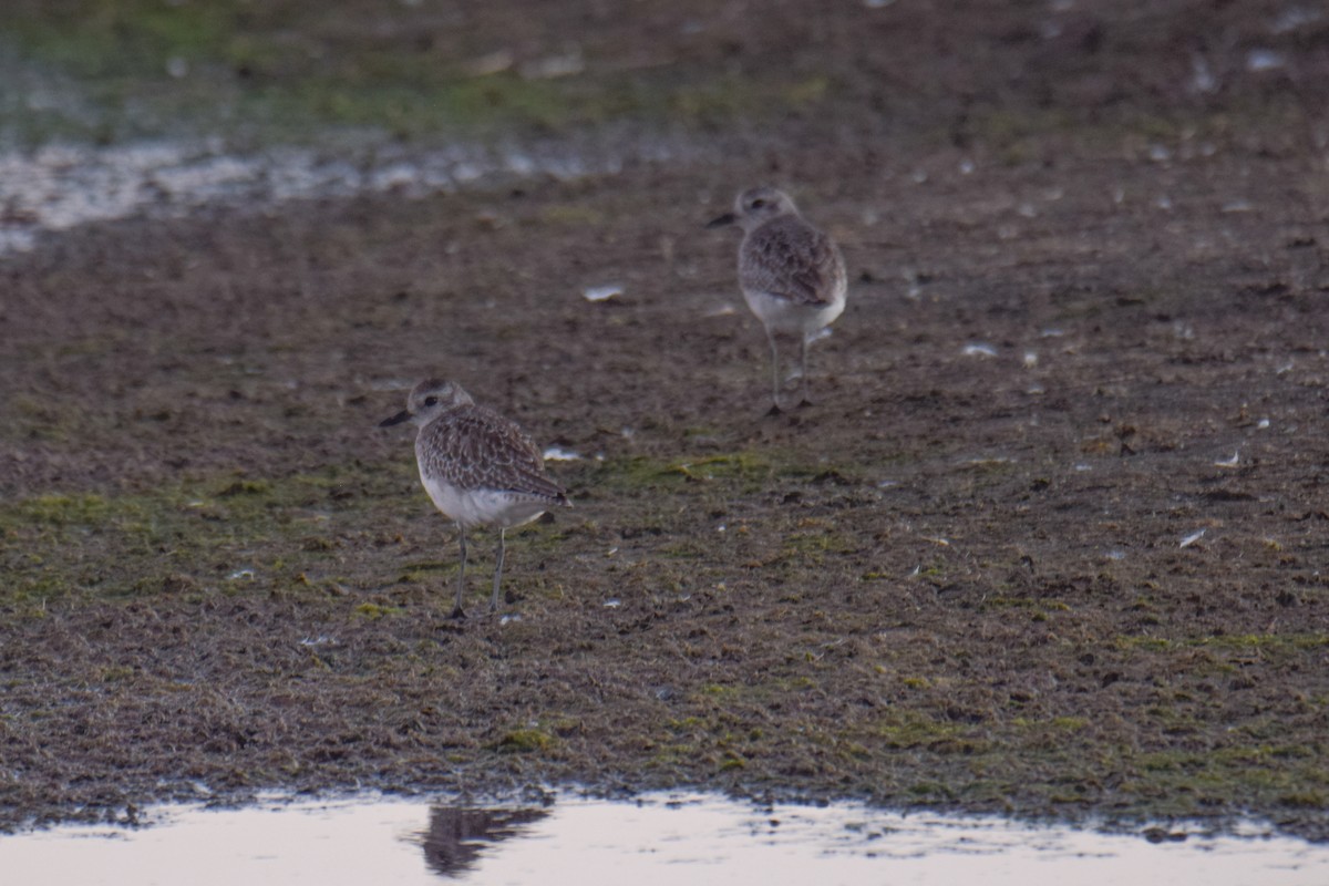 Black-bellied Plover - ML618373774