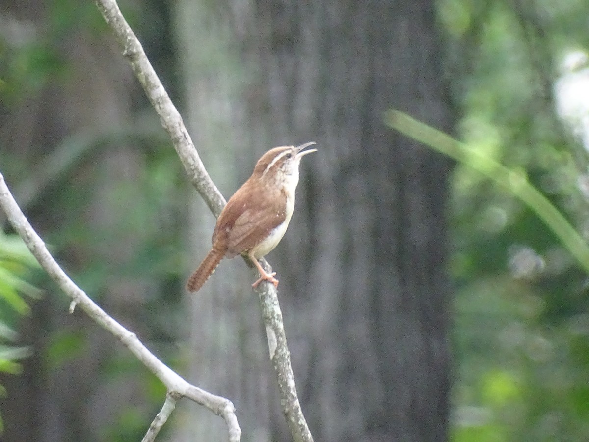 Carolina Wren - ML618373786