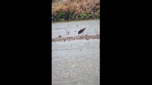 Northern Lapwing - ML618373832