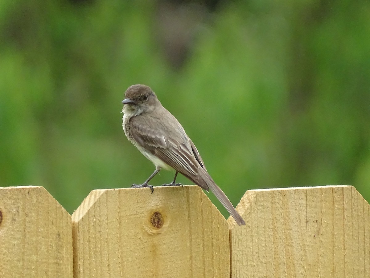 Eastern Phoebe - ML618373838