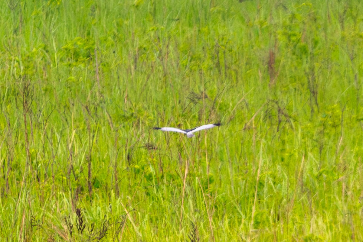 Pied Harrier - ML618373841