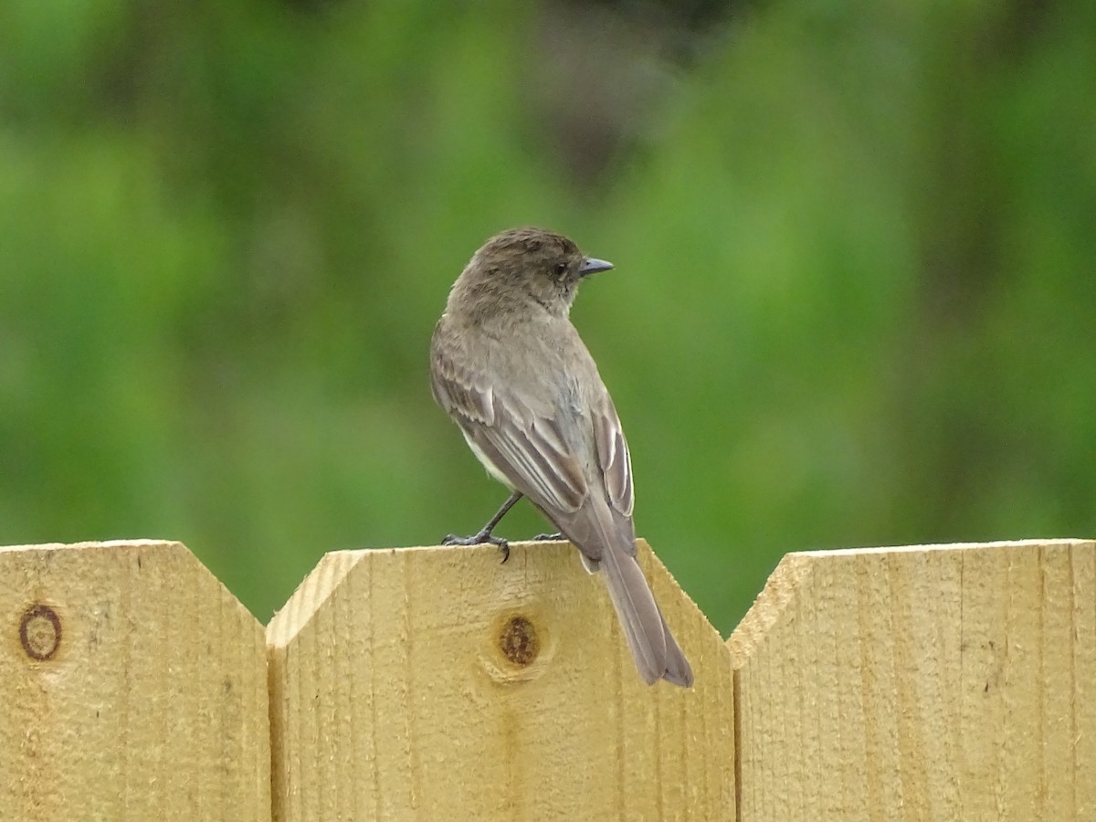 Eastern Phoebe - ML618373847