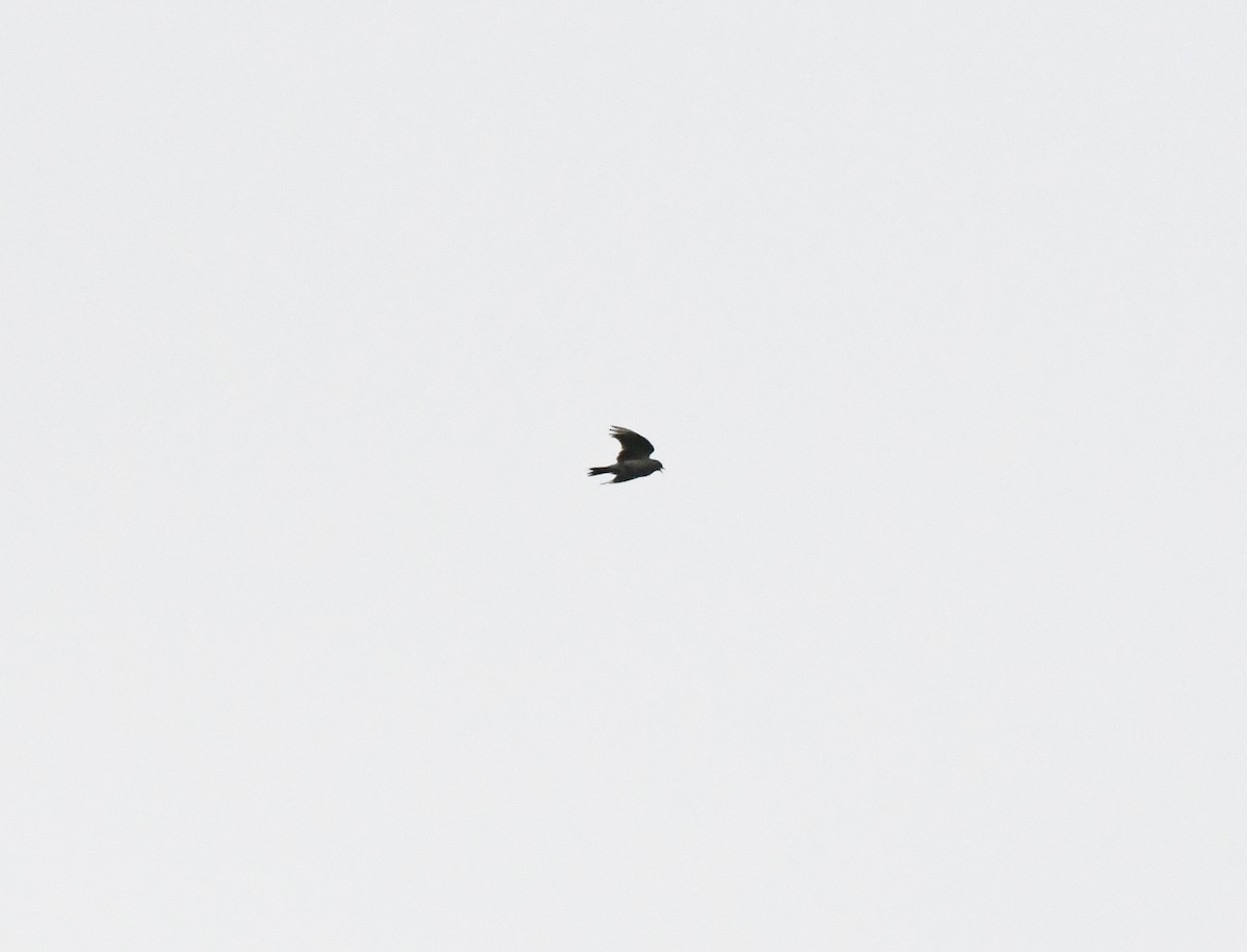 Eurasian Skylark (European) - A Emmerson