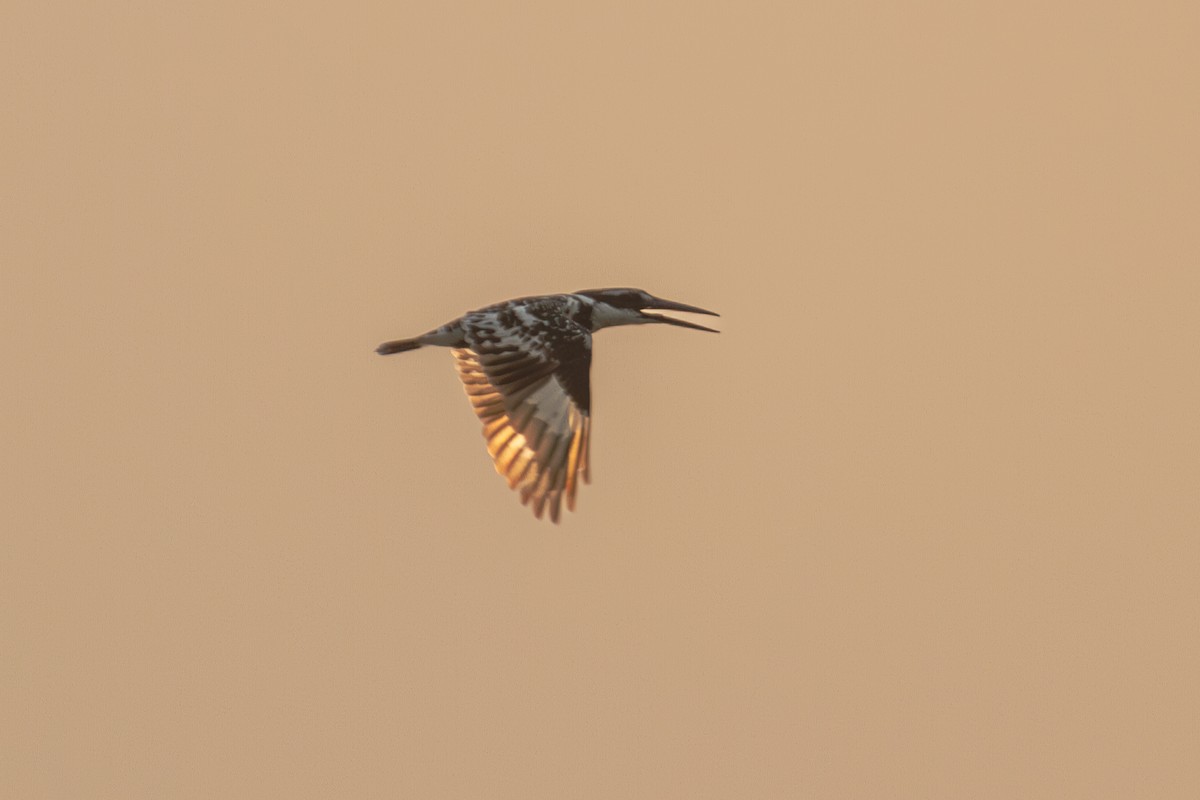 Pied Kingfisher - Mark Maddock