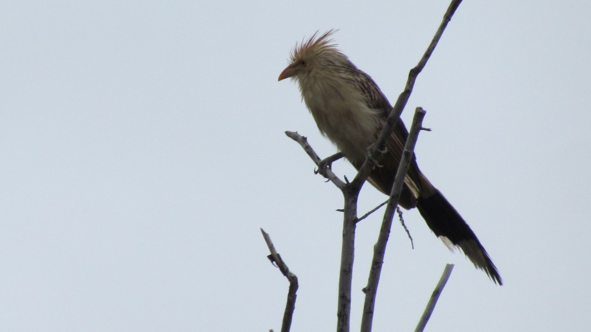 Guira Cuckoo - ML618373954