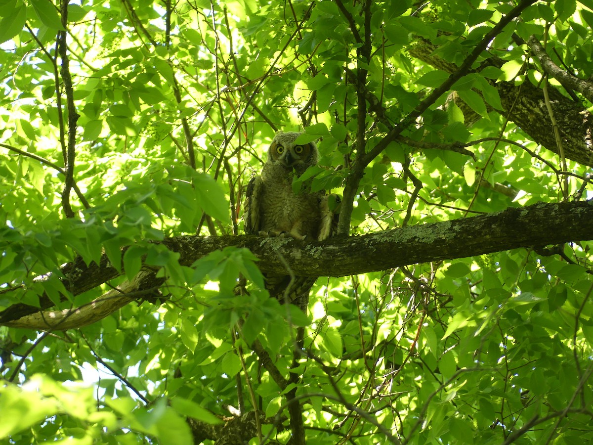 Great Horned Owl - ML618373967