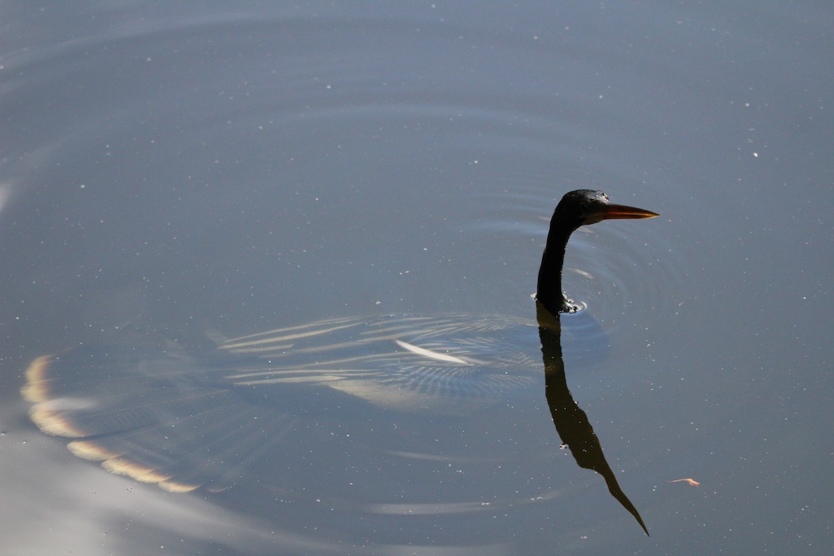 Anhinga Americana - ML618373968