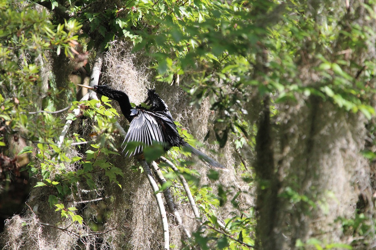 Anhinga Americana - ML618373975