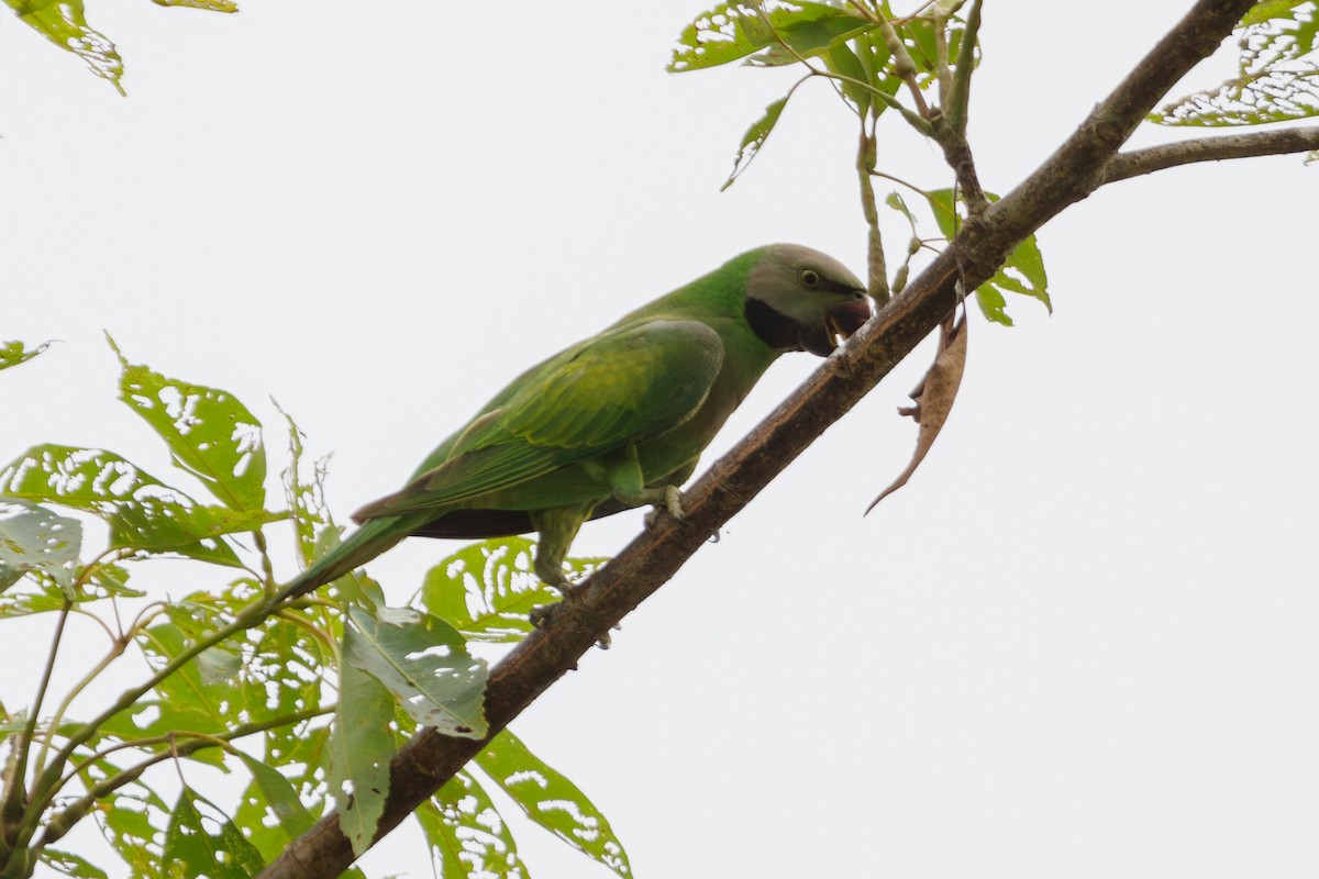 Red-breasted Parakeet - Mark Maddock