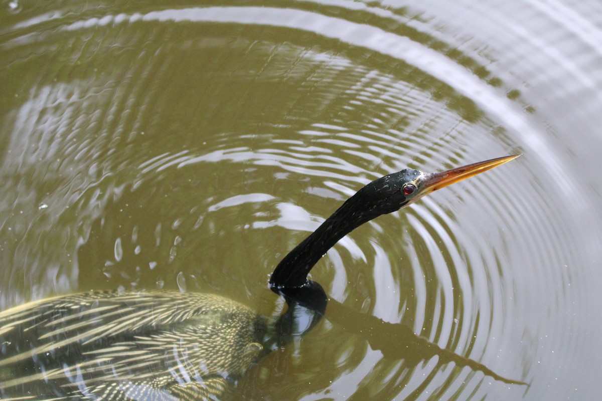 Anhinga Americana - ML618374004