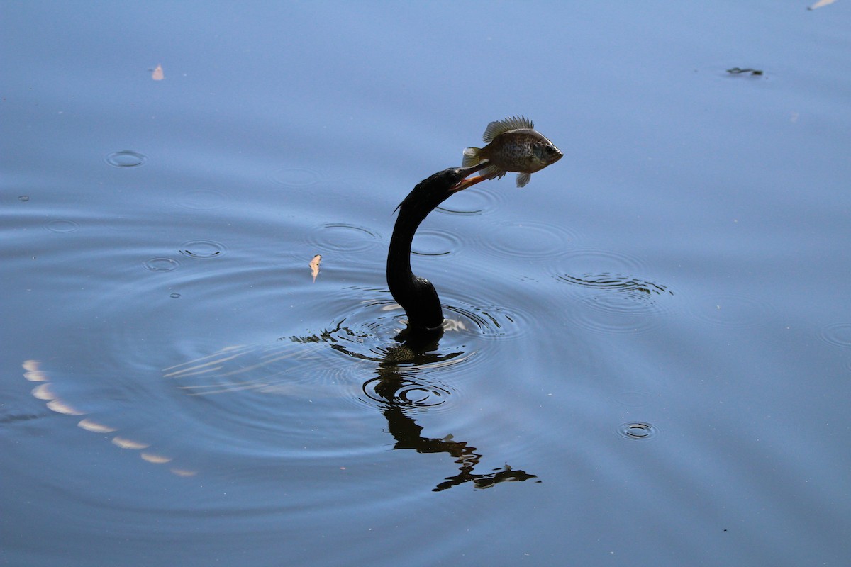 Anhinga Americana - ML618374014