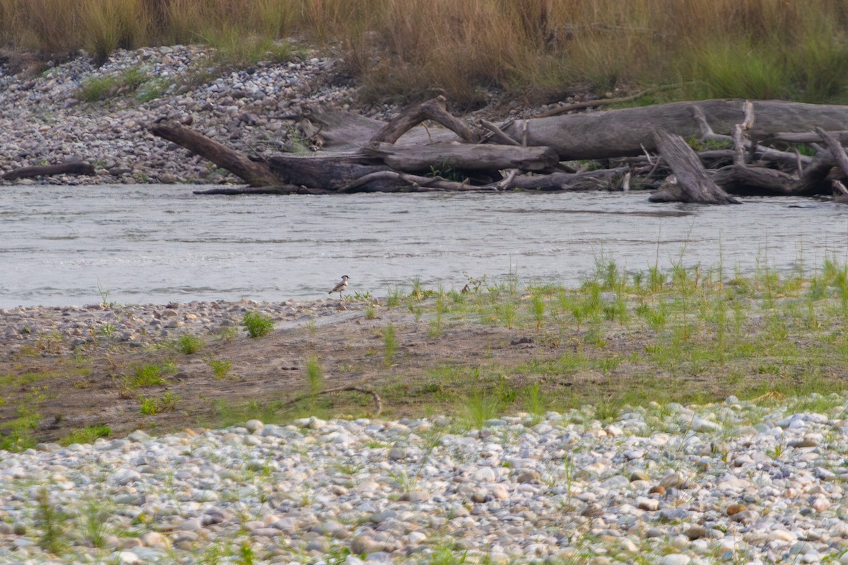 River Lapwing - ML618374024