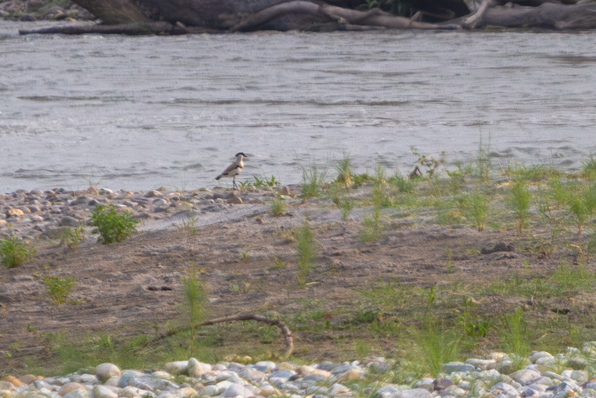 River Lapwing - ML618374025