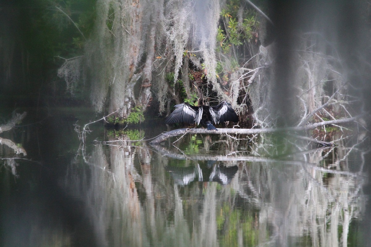 Anhinga Americana - ML618374027