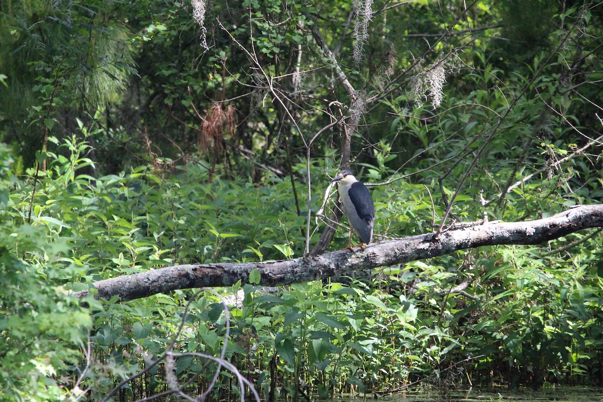 Black-crowned Night Heron - ML618374043