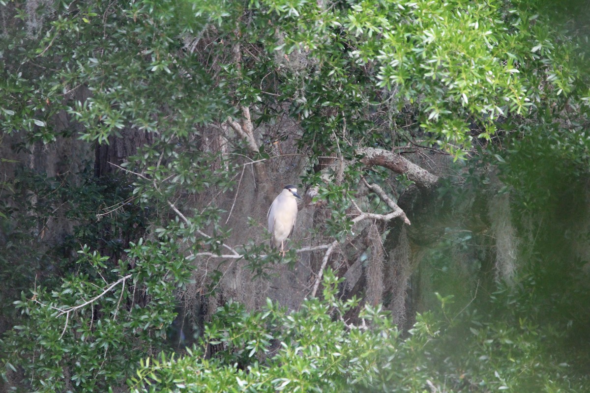 Black-crowned Night Heron - ML618374050