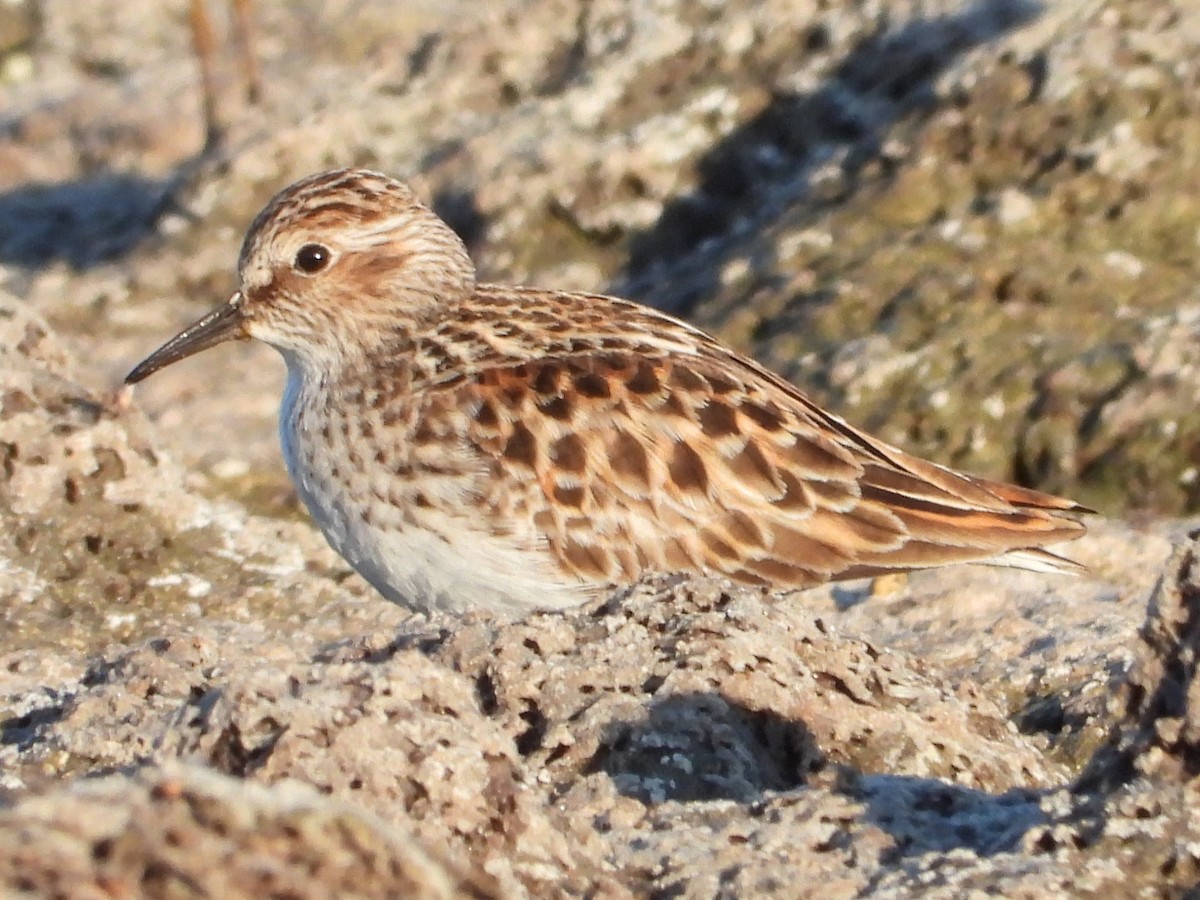 Least Sandpiper - ML618374054