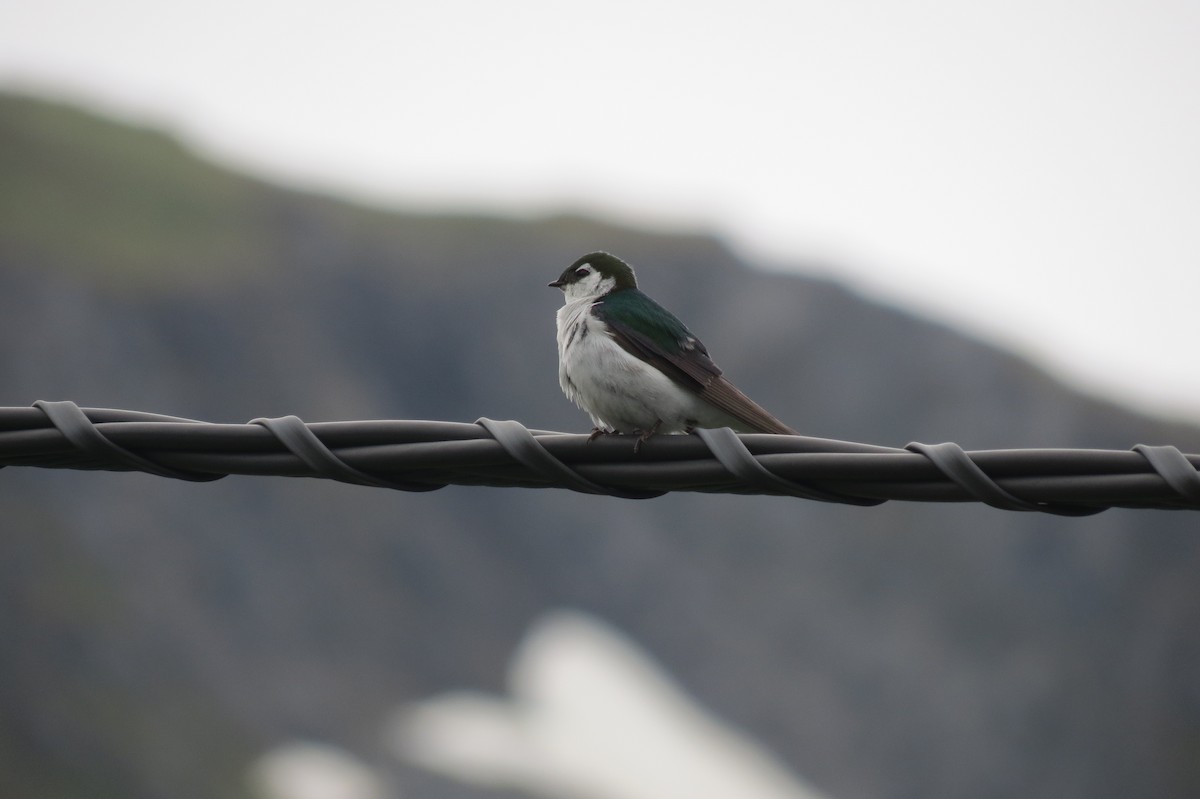 Violet-green Swallow - Sam Holcomb