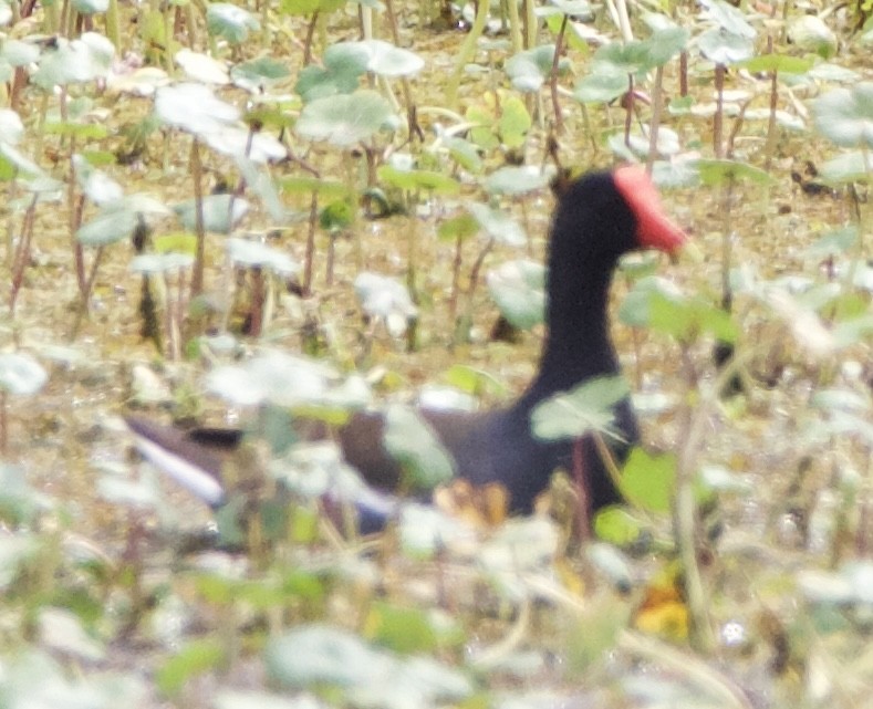 Common Gallinule - ML618374056