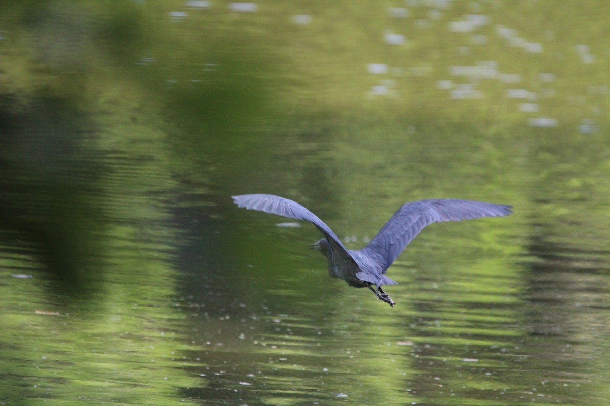 Little Blue Heron - ML618374057