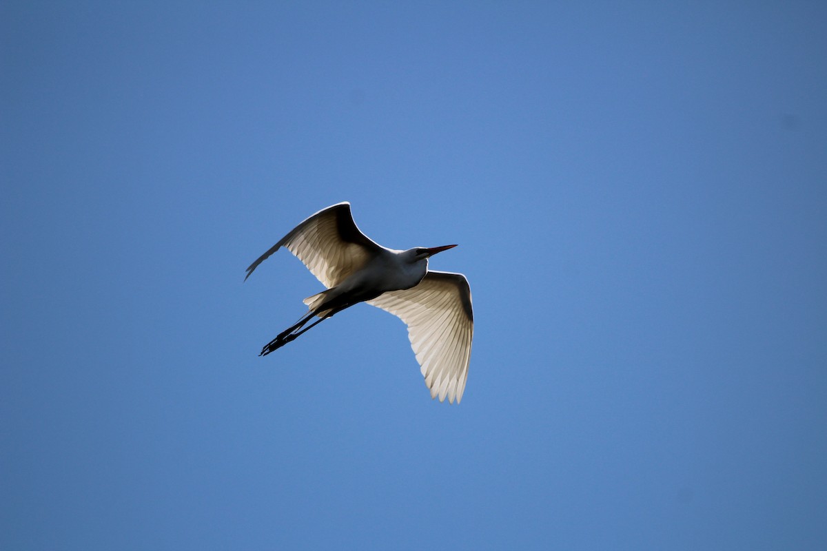 Great Egret - ML618374104