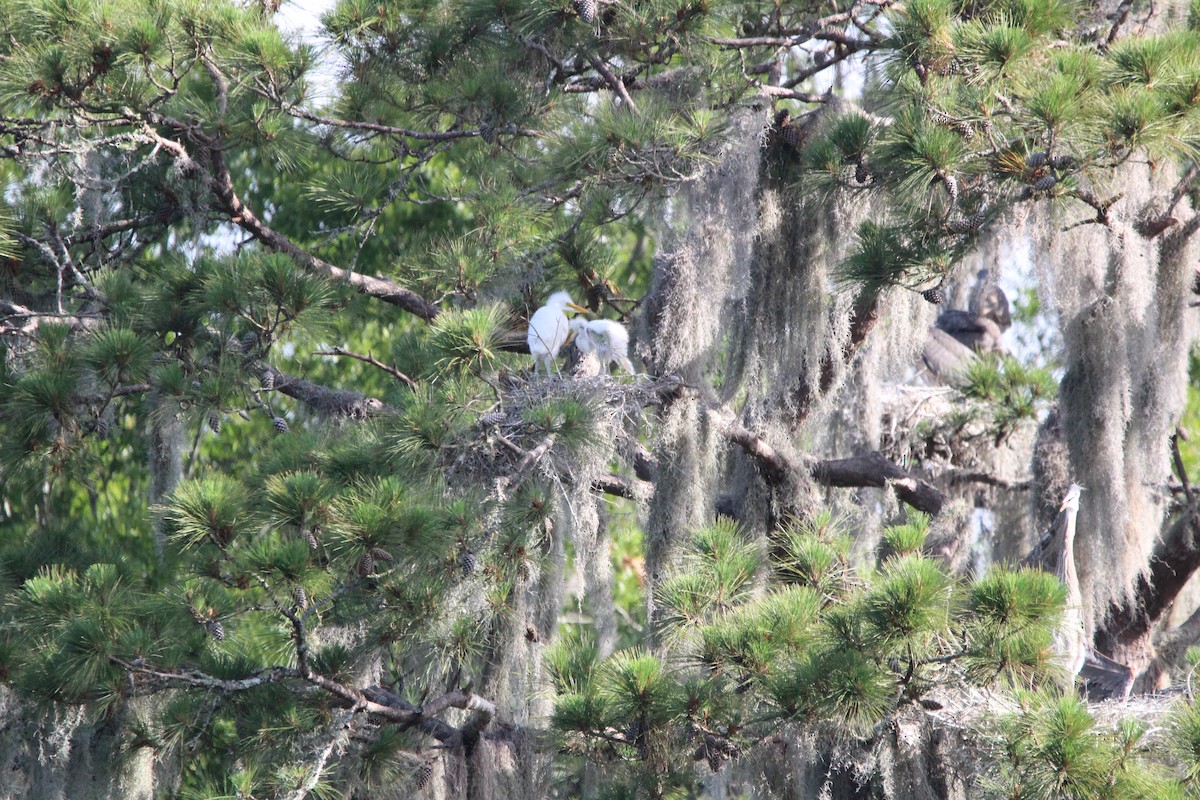 Great Egret - ML618374110