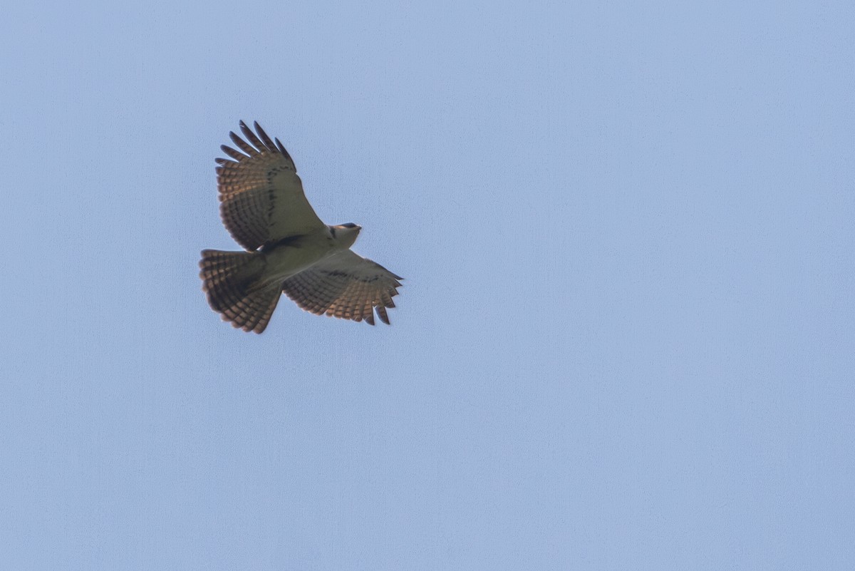 Rufous-bellied Eagle - ML618374113