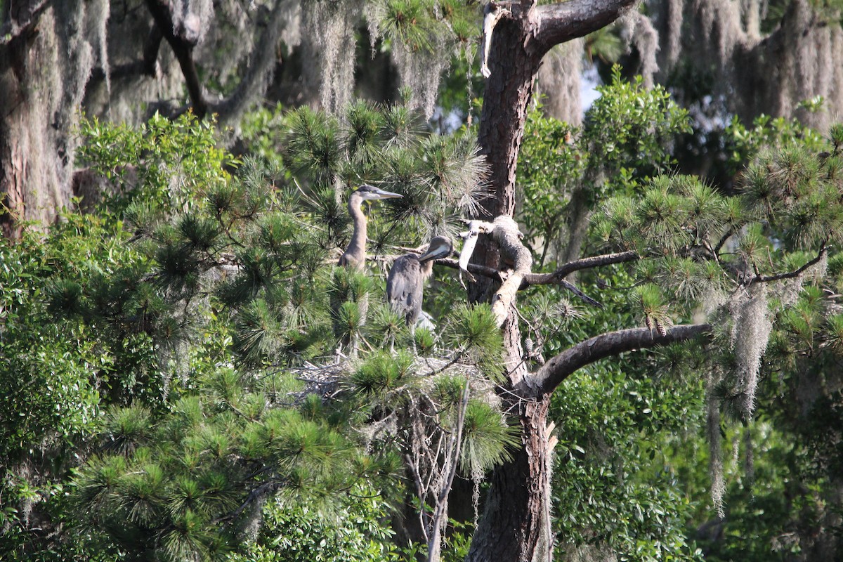 Great Blue Heron - ML618374120