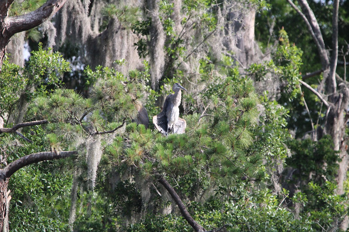 Great Blue Heron - ML618374126