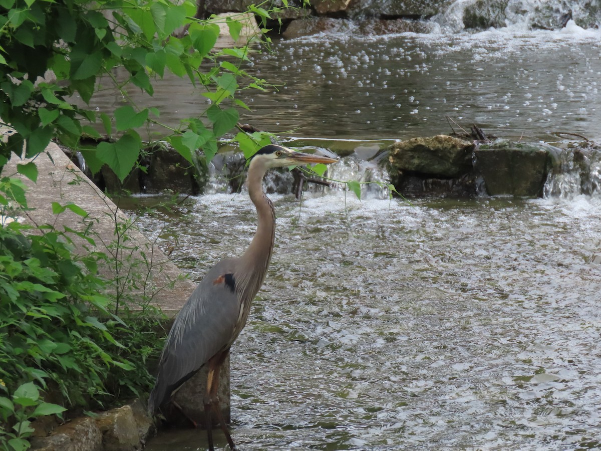 Great Blue Heron - ML618374134