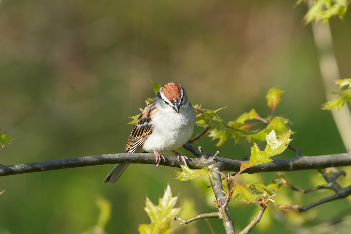 Chipping Sparrow - ML618374168