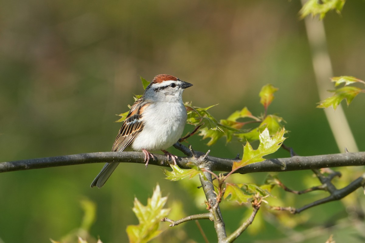 Chipping Sparrow - ML618374169