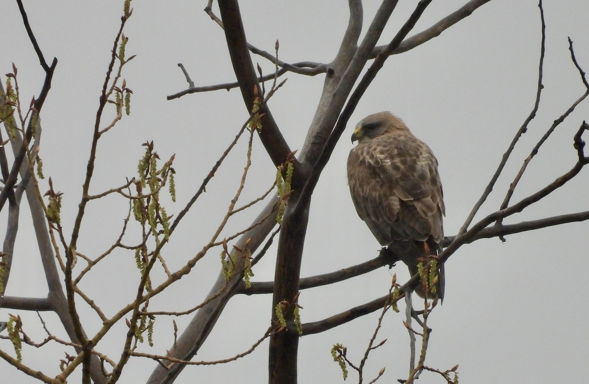 Swainson's Hawk - ML618374172