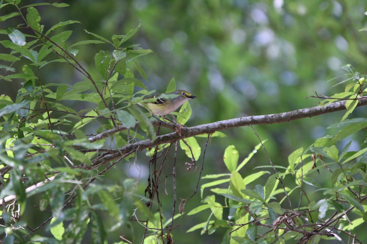 Ak Gözlü Vireo - ML618374175