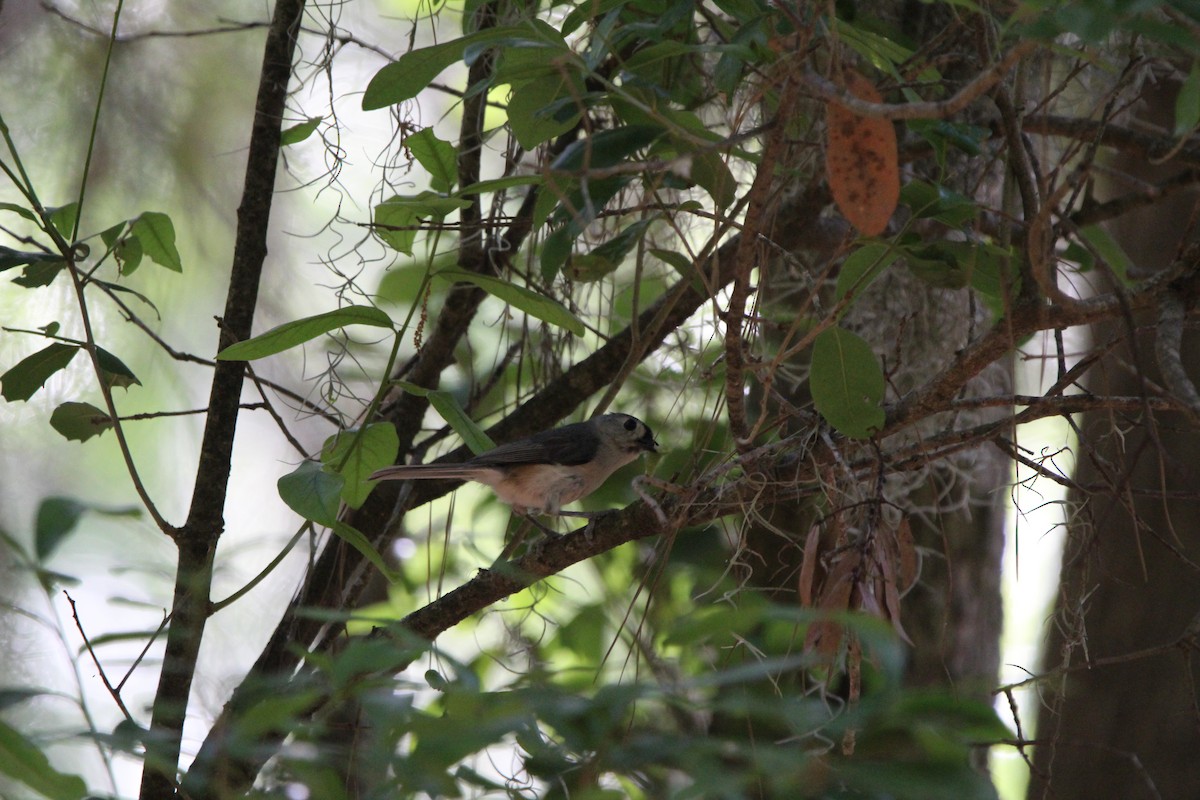 Tufted Titmouse - M Alexander