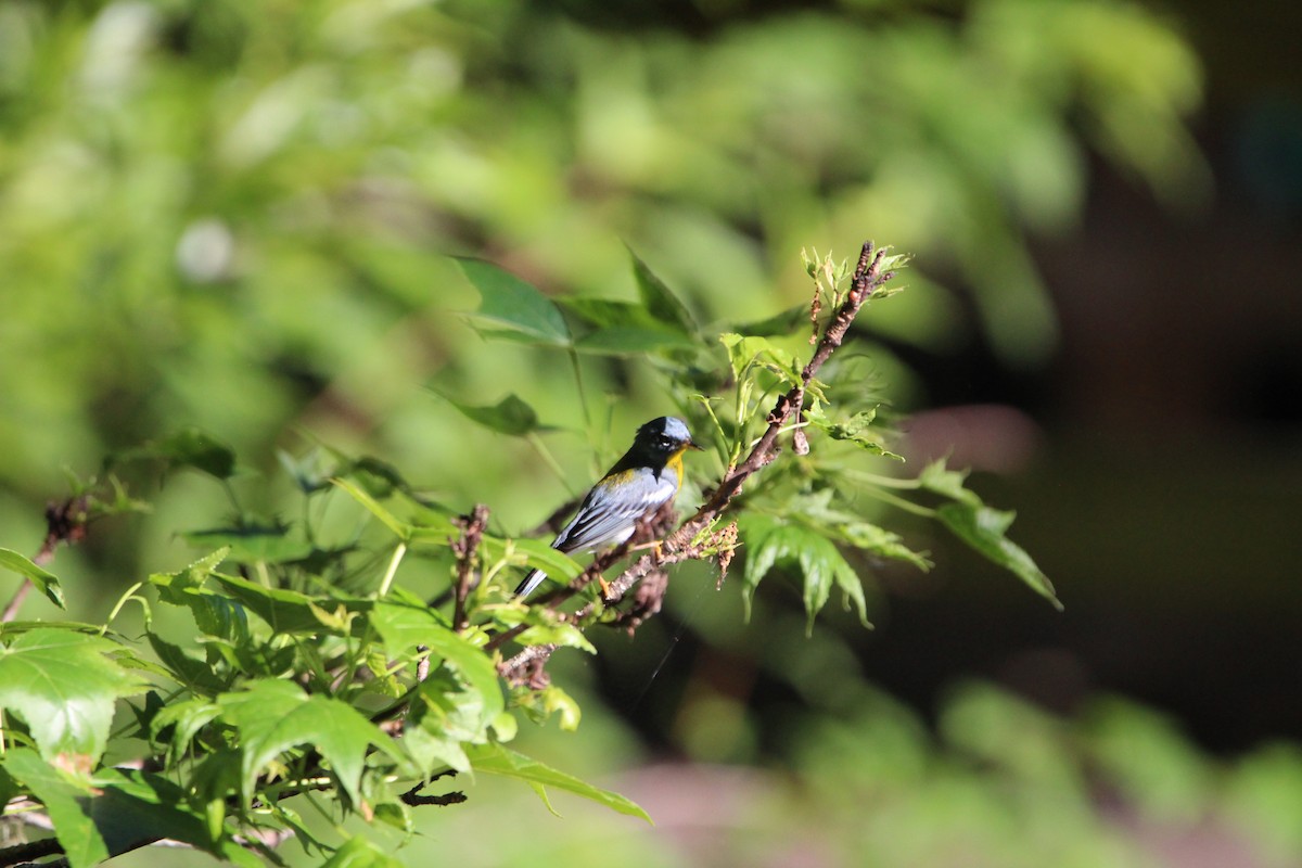 Northern Parula - M Alexander