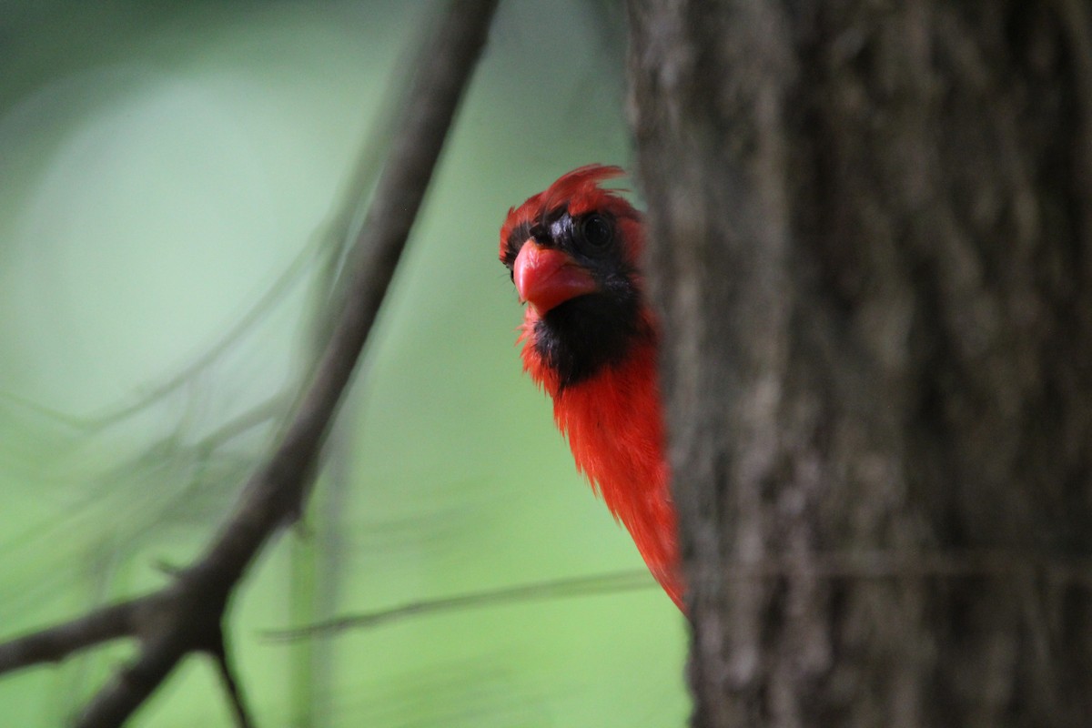 Northern Cardinal - ML618374227