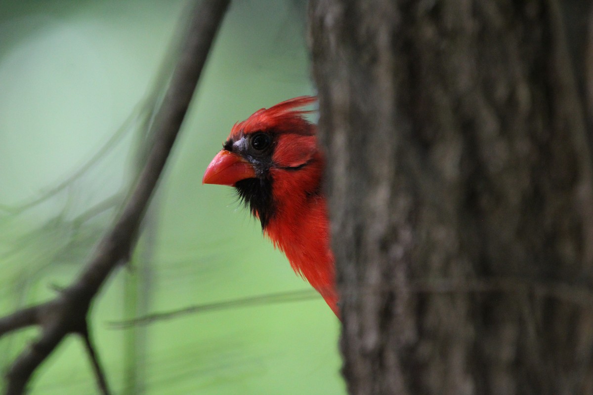 Northern Cardinal - ML618374235