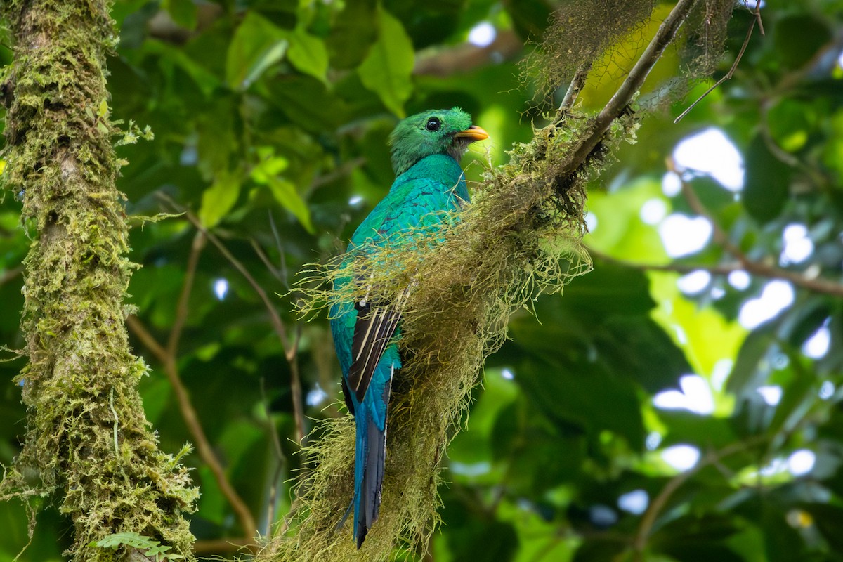 Resplendent Quetzal - Michael Warner