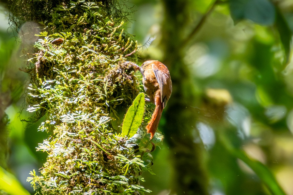 Ruddy Treerunner - Michael Warner