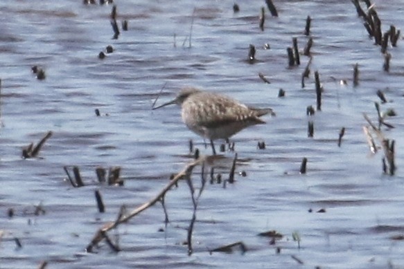 shorebird sp. - ML618374268