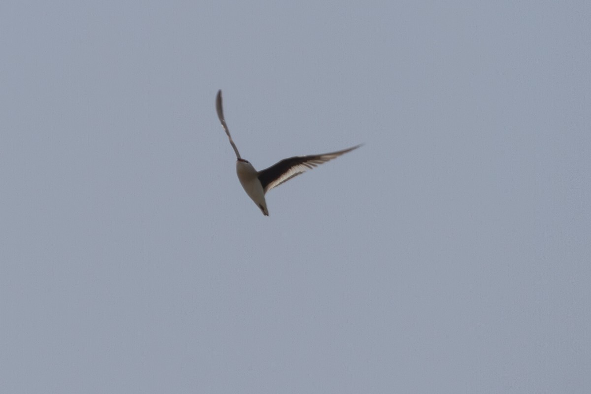 Small Pratincole - ML618374291