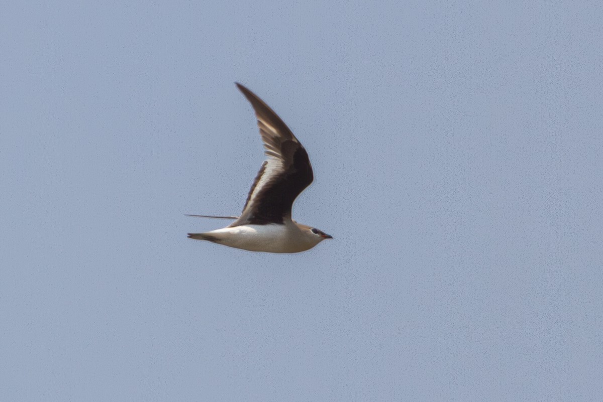 Small Pratincole - ML618374299