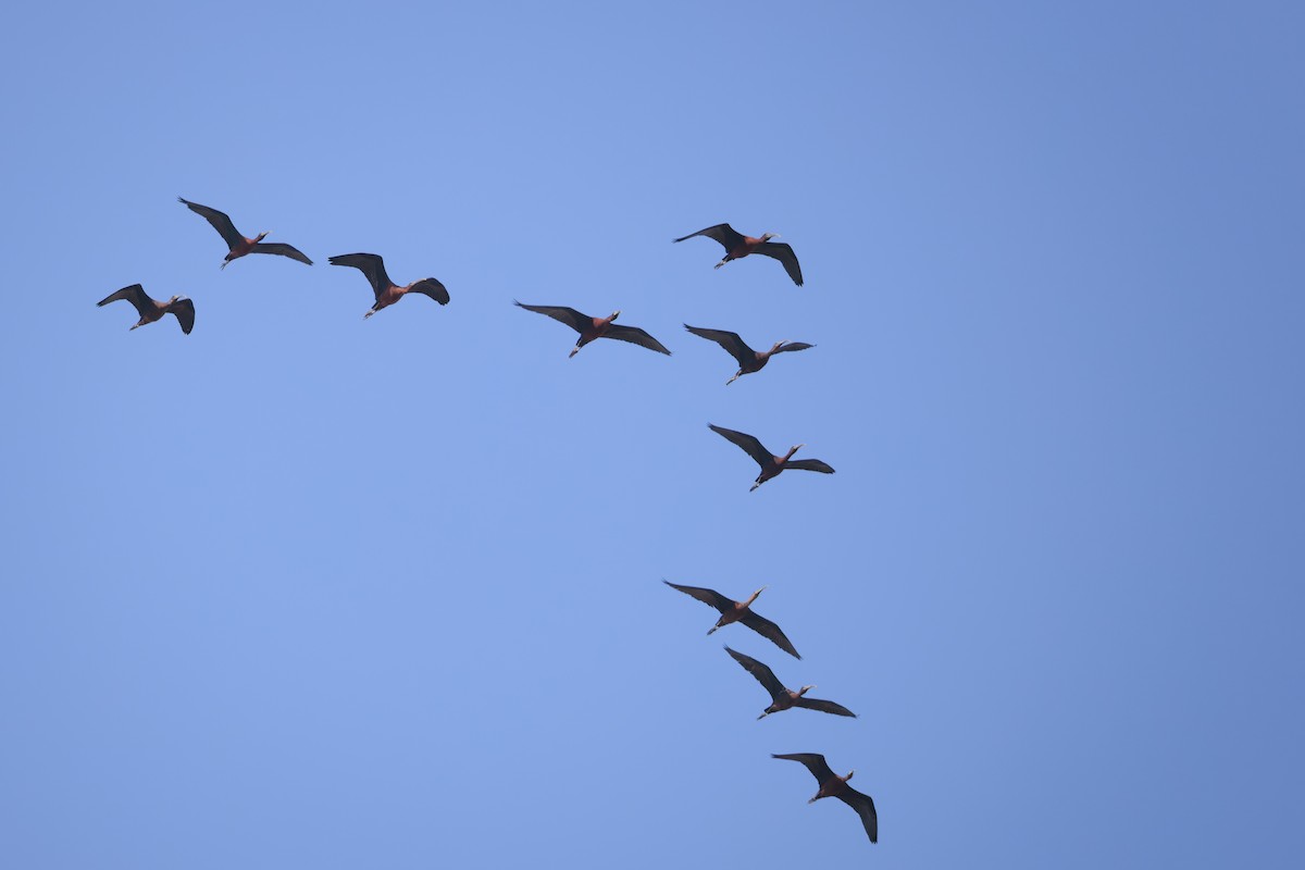 Glossy Ibis - Alistair Walsh