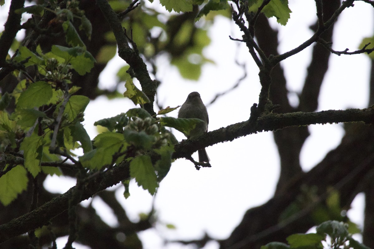 Ruby-crowned Kinglet - allie bluestein