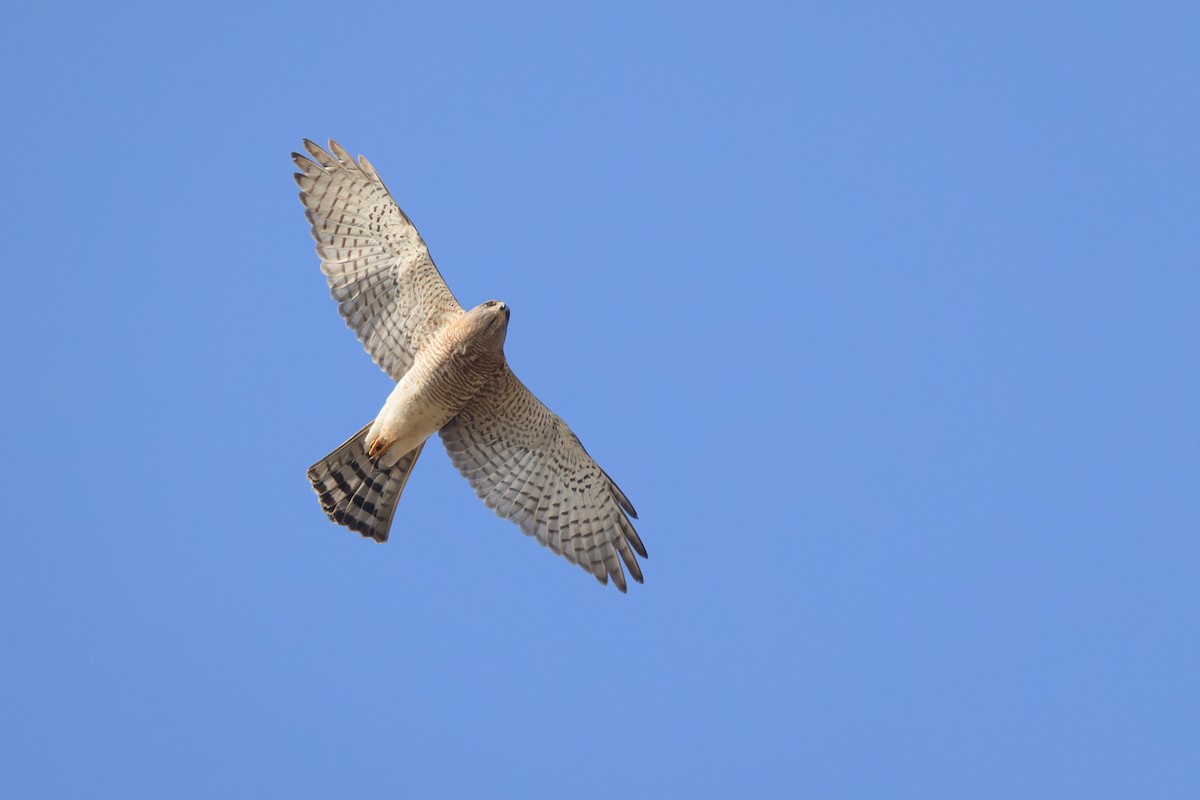 Levant Sparrowhawk - Alistair Walsh